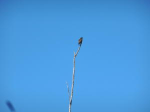 Century Village - Residential