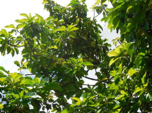 Century Village - Residential