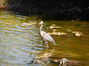Century Village - Residential