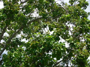 Century Village - Residential