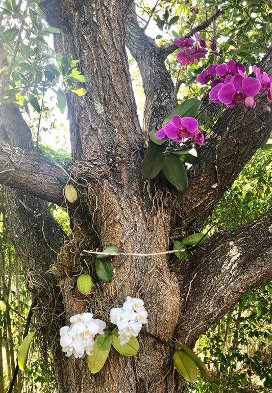 ISLES AT WESTON - Residential