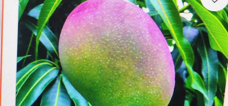 Renovated  Spacious and bright! 36' x 36' tile throughout. Great for entertaining, with formal and informal dining spaces. Glass enclosed showers in bathrooms. Recessed LED lighting in living room and kitchen bar. All impact windows throughout. The fourth bedroom can be used as an office or den with private street entrance off