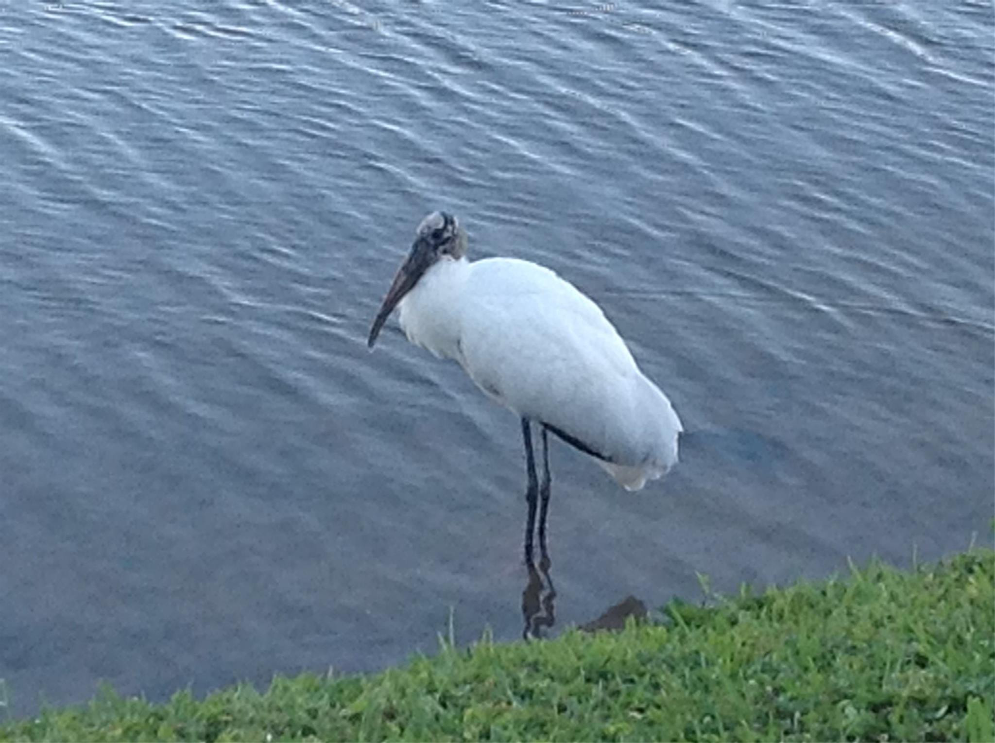 Natura - Residential