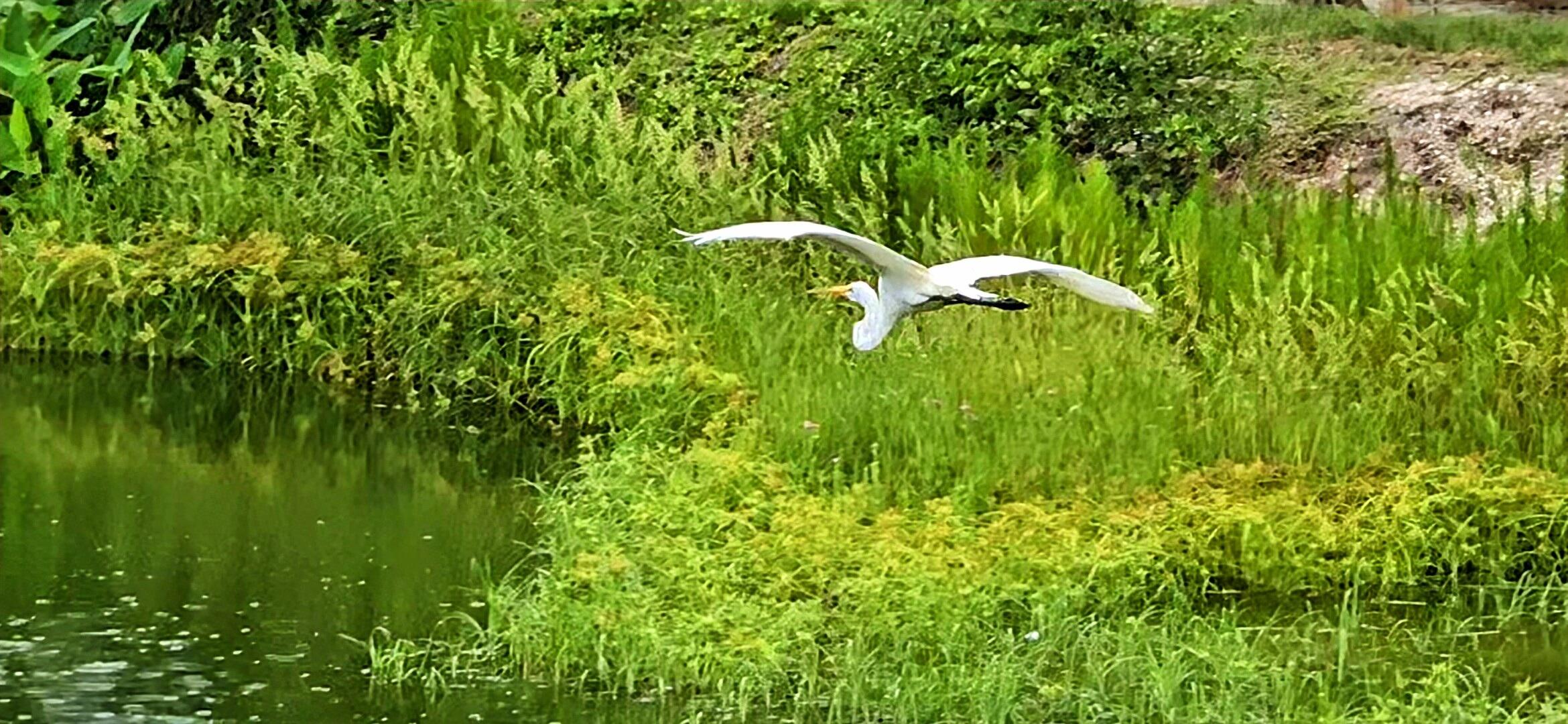 Centra BLUE LAKE TOWNHOMES - Residential