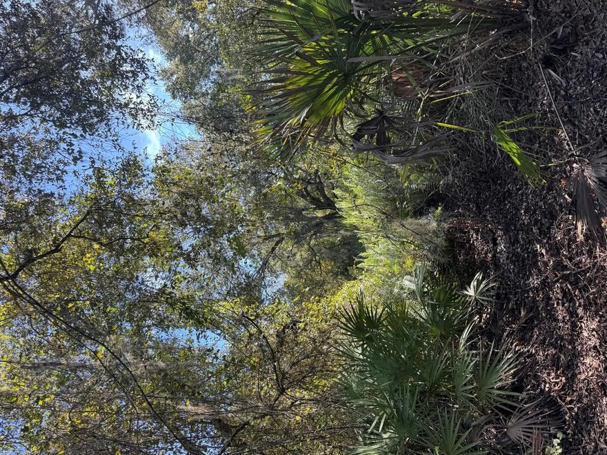 2.5 acres of beautiful land covered in mature oaks.