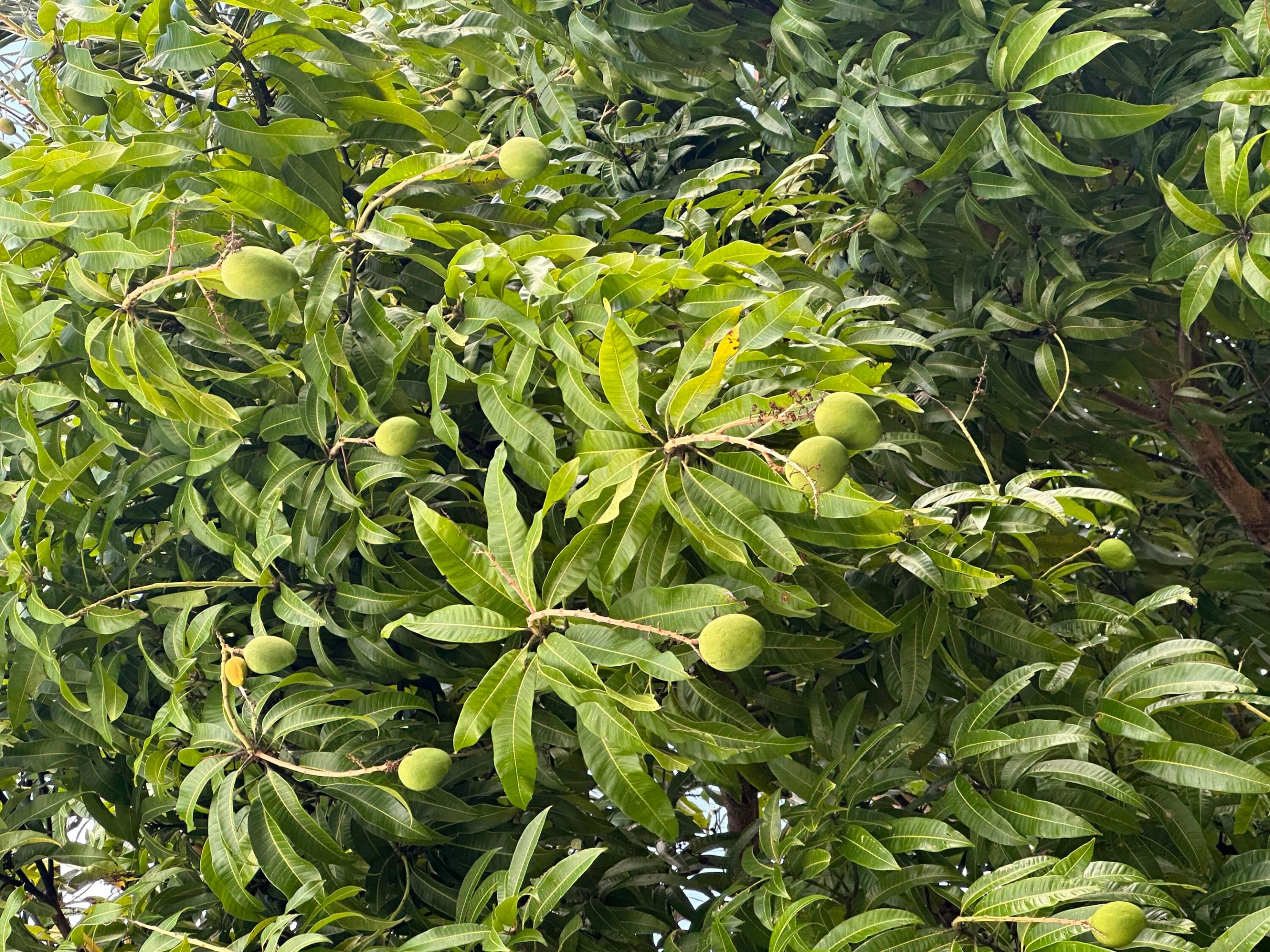 VISTA VERDE SEC 2 - Residential