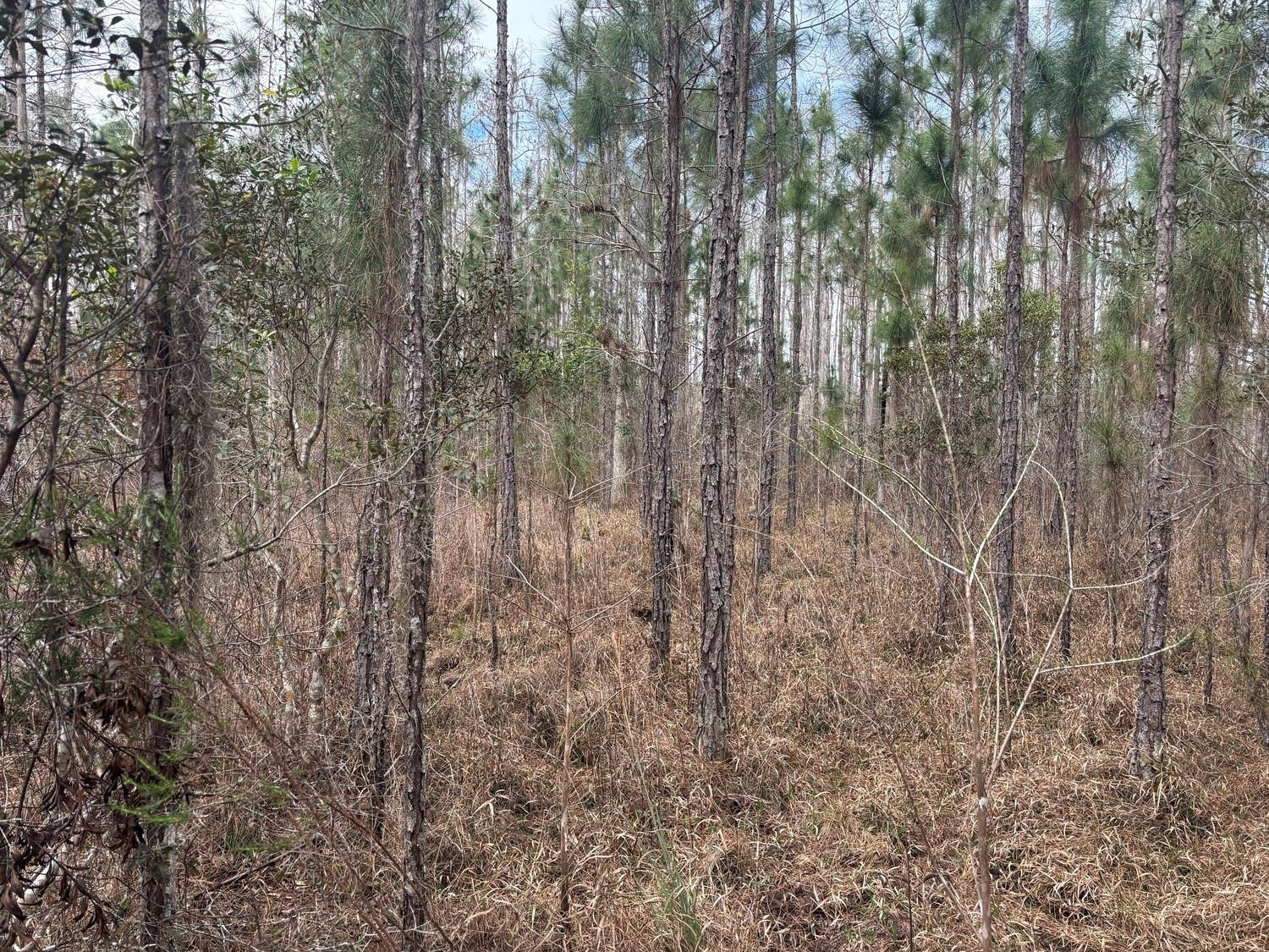 Opp69 Orlando Pines - Land