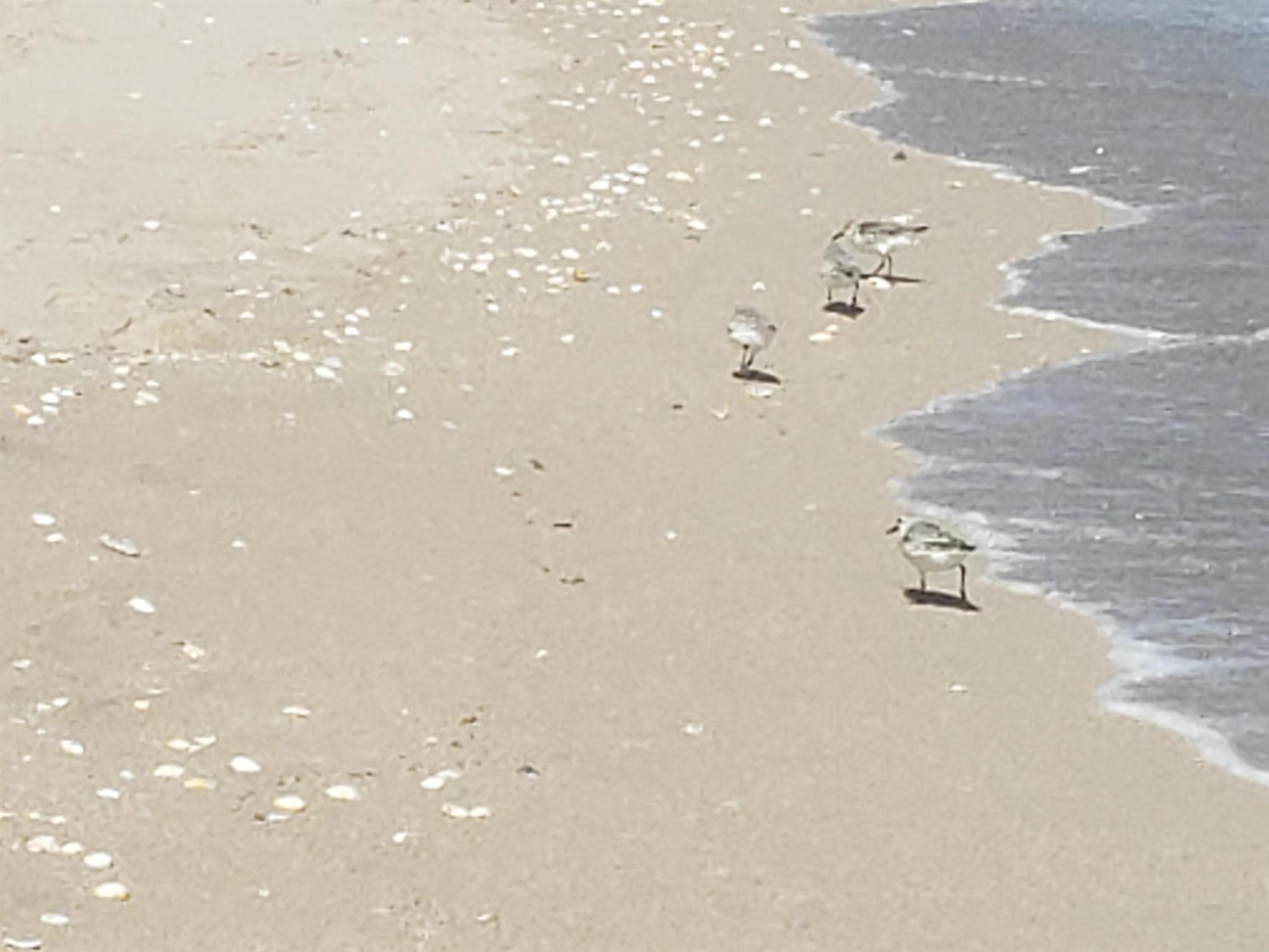 LAKE CLARKE GARDENS CONDO - Residential