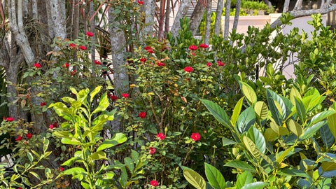 Tiny photo for 556 Deer Creek Via Genova, Deerfield Beach, FL 33442 (MLS # B26085662)