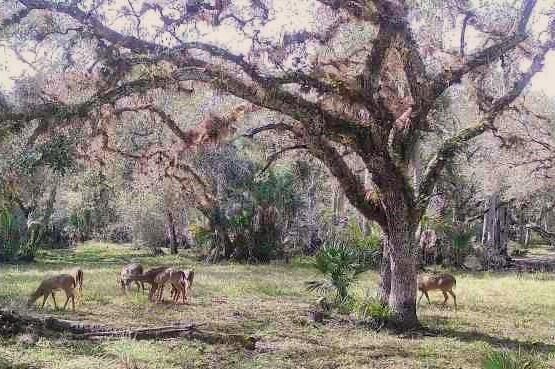 Exceptional value: Wiregrass Ranch is offered as 150+- acres of native Florida wilderness. There is a mix of old growth cypress forest encompassing Chaparral Slough, natural wetlands filled with wildlife. Oak hammocks offer the shade of ancient trees with pasture for grazing. This property has never been farmed and the current owners do not permit hunting. This is a natural sanctuary offering peaceful security as well as opportunity. Highest & Best Use would include residential development enhanced by the site's irreplaceable natural amenities. Interim uses would include equestrian facilities, hobby farm, RV park, providing ample long term growth opportunities. The property is eligible for PUD zoning and benefits from frontage on a good secondary road. Exceptionally low holding costs.