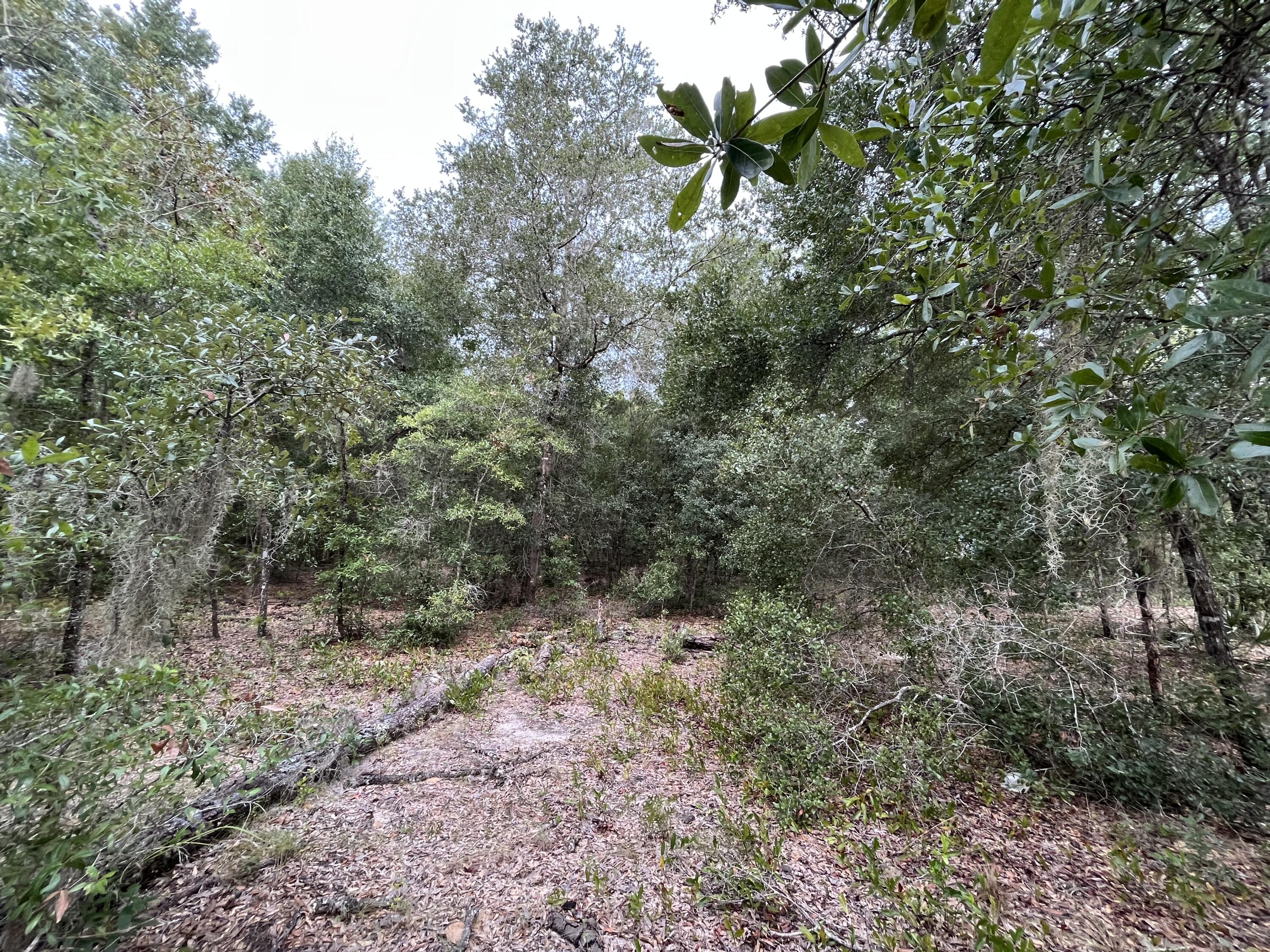 SILVER SPRINGS SHORES - Land