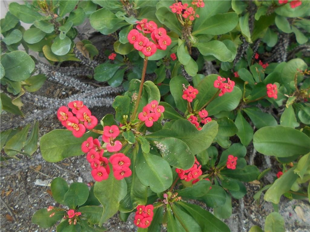 Crystal Key Pointe - Residential