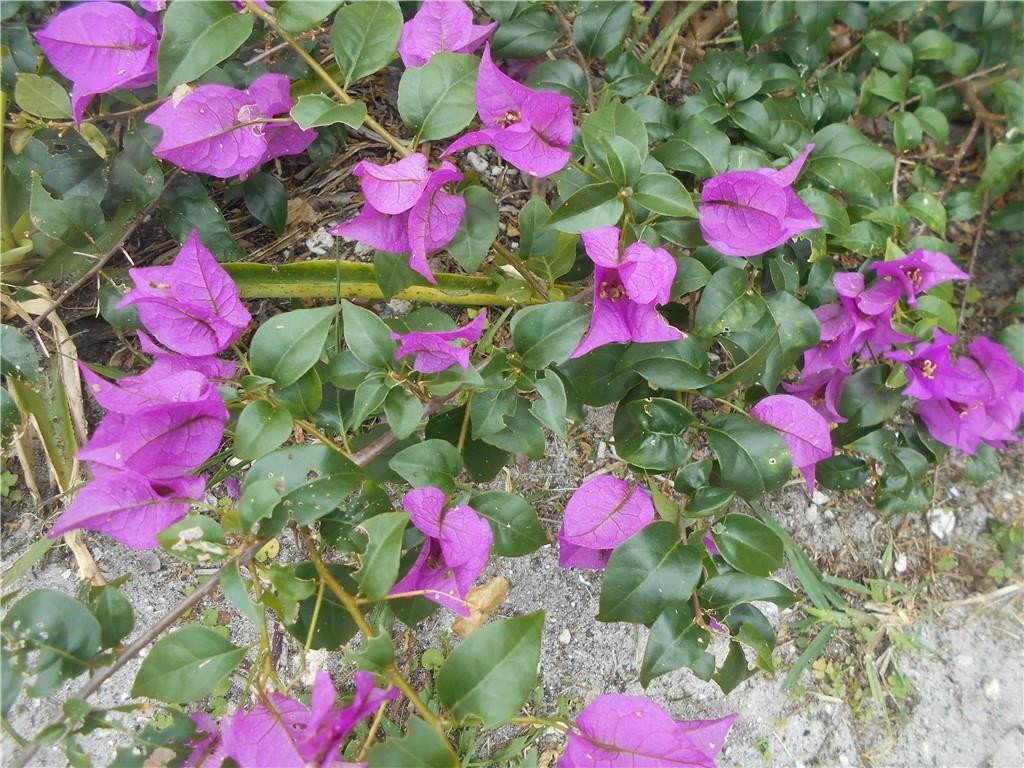 Crystal Key Pointe - Residential