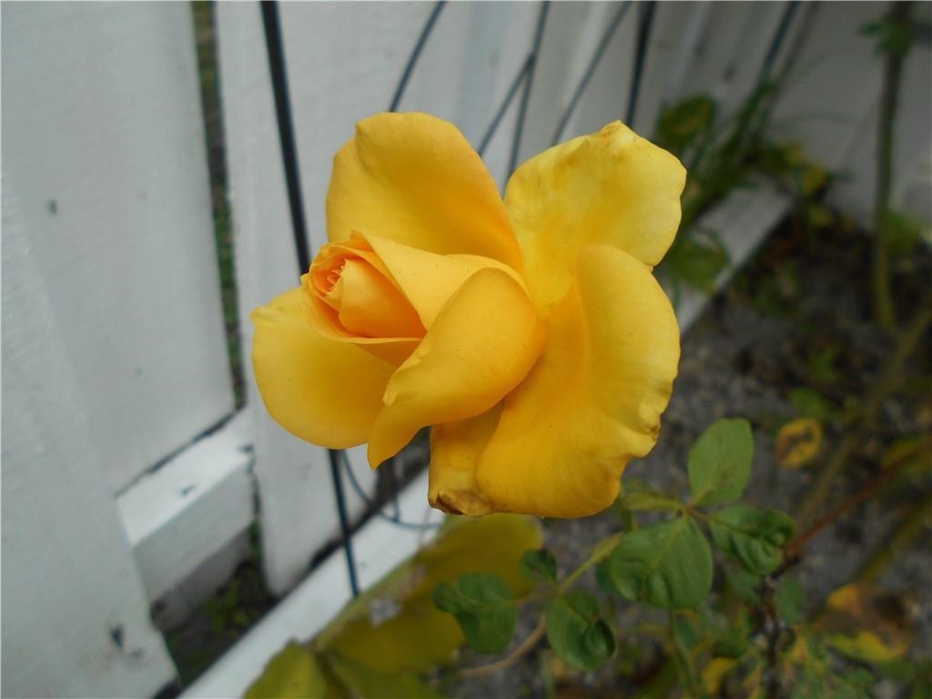 Crystal Key Pointe - Residential