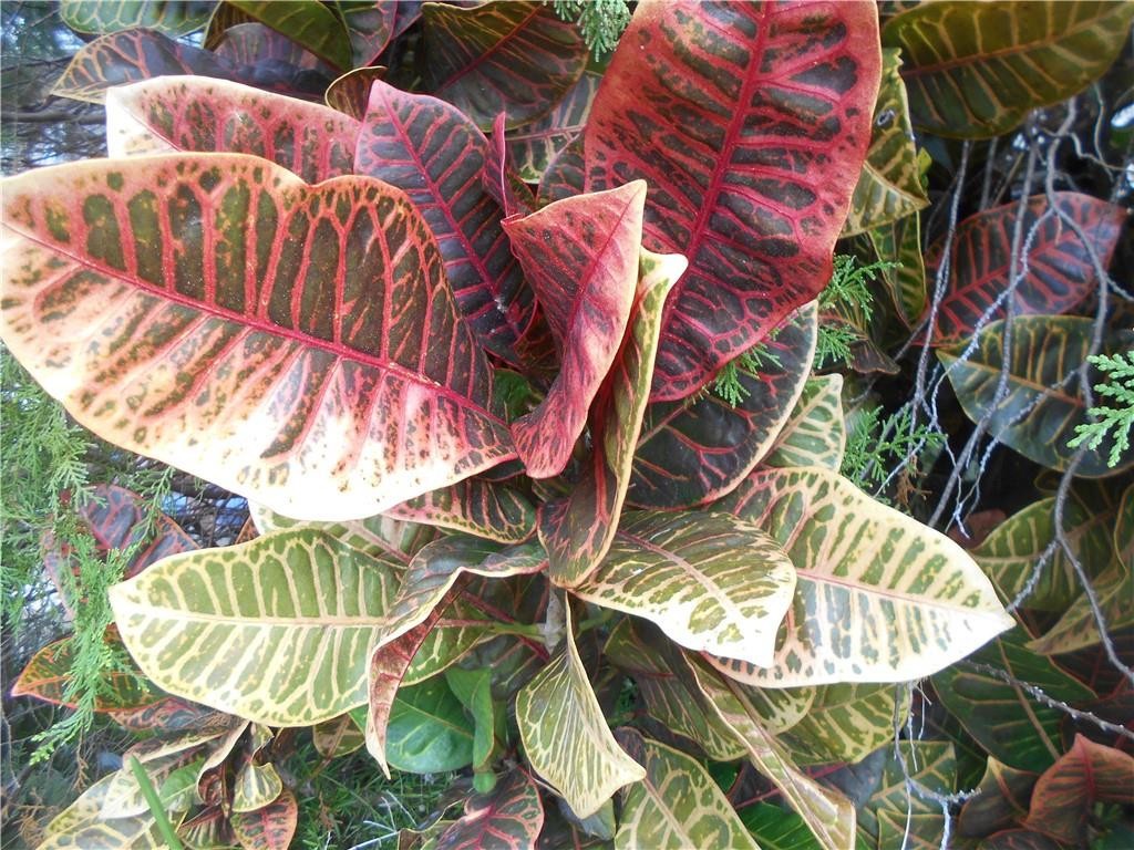 Crystal Key Pointe - Residential