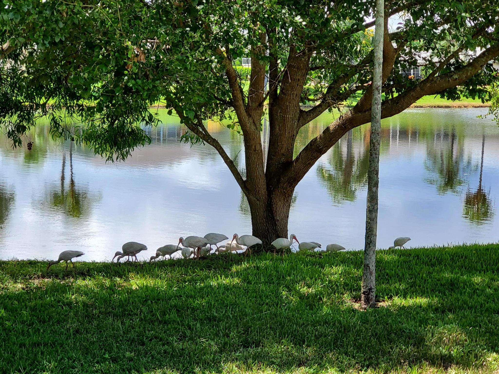 OLEANDER PINES - Residential