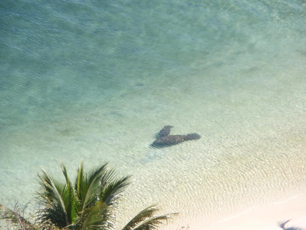 PALM BEACH HOUSE CONDO - Residential Lease