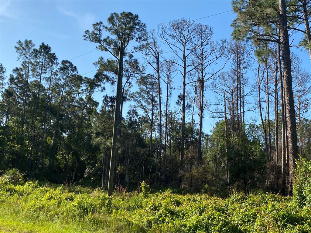COUNTRY LIVING AT ITS BEST COME CHECK OUT THIS 0.23 ACRE BEAUTIFUL WOODED LOT LOCATED IN GEORGETOWN. LOT come enjoy St. J River Rod & Reel Club, Boat Ramp, Fishing Pier in Lake George. GO BOATING & FISHING ON RIVER & LAKE. GO SWIMMING IN BEAUTIFUL SALT SPRINGS SILVER GLEN SPRING!! OWNER FINANCING AVAILAB