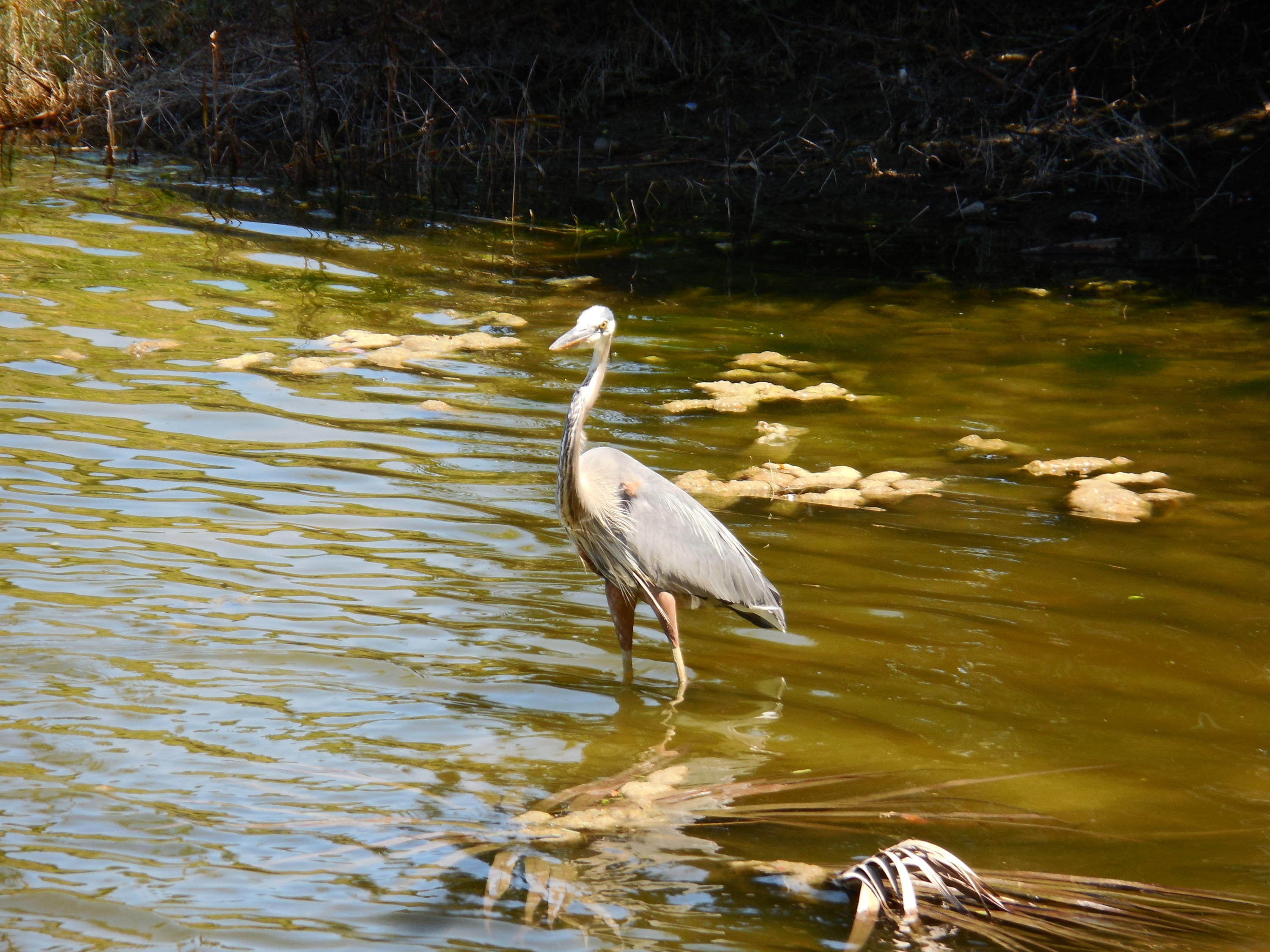 Century Village - Residential