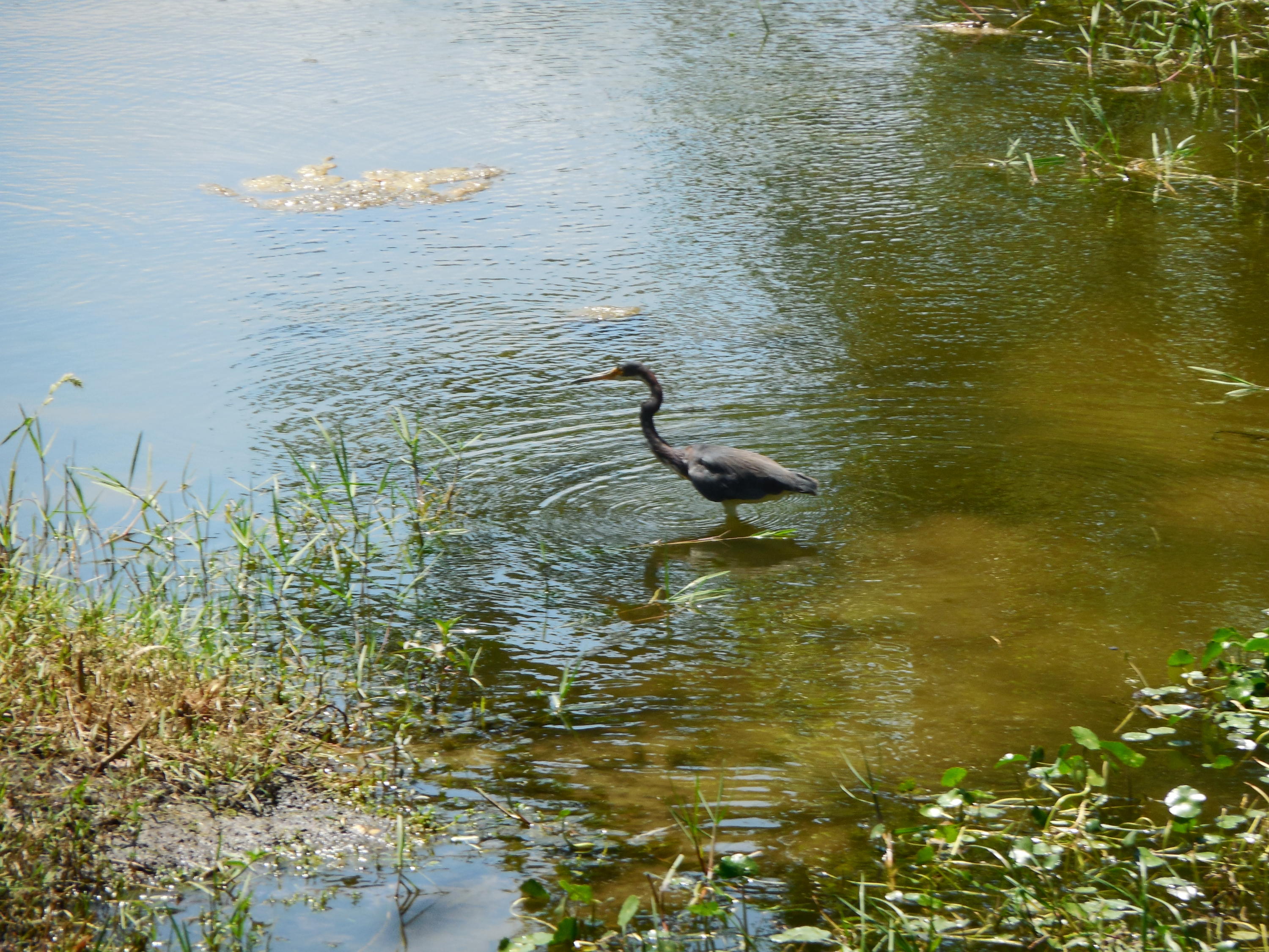 Century Village - Residential