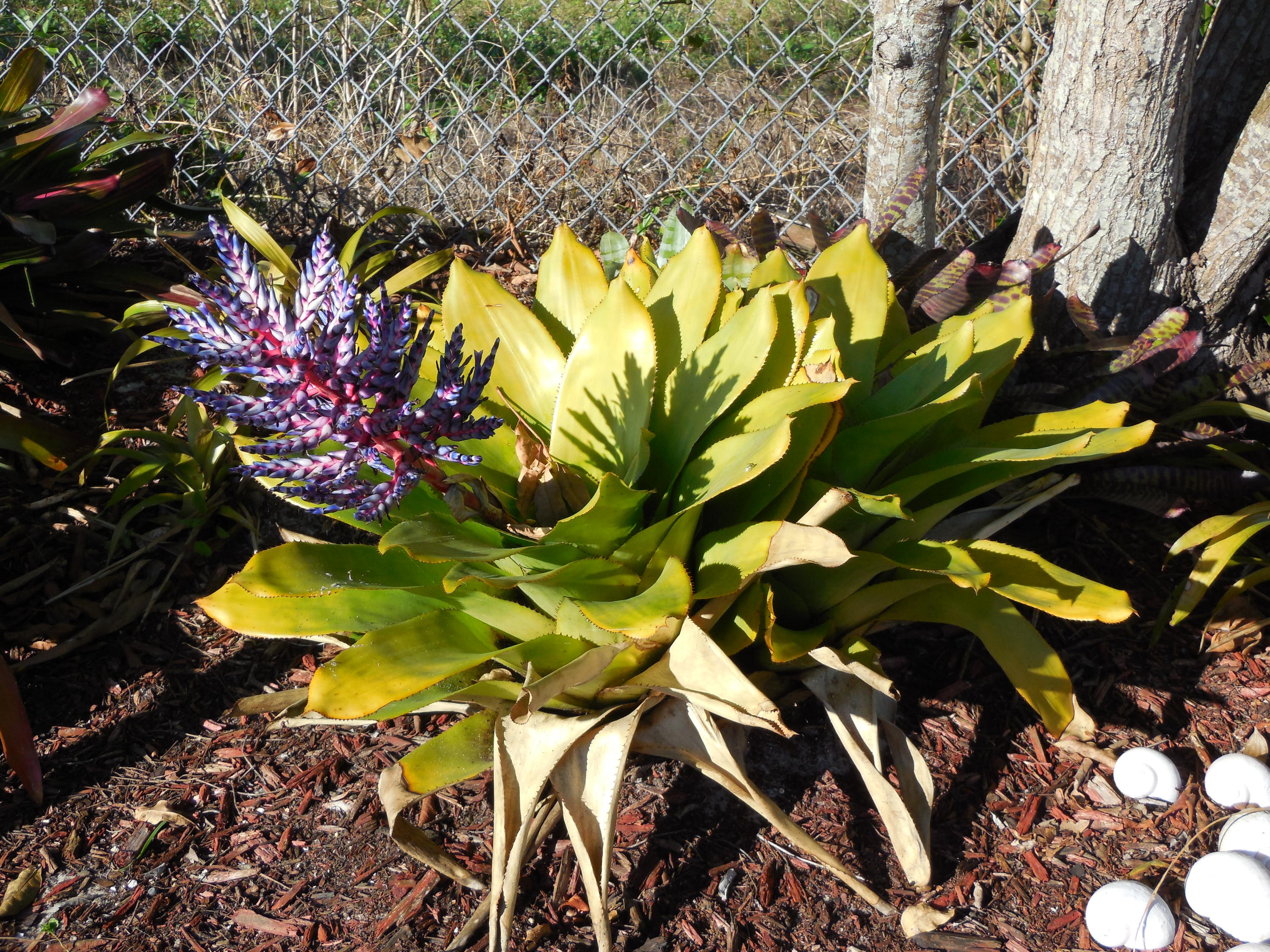 Century Village - Residential