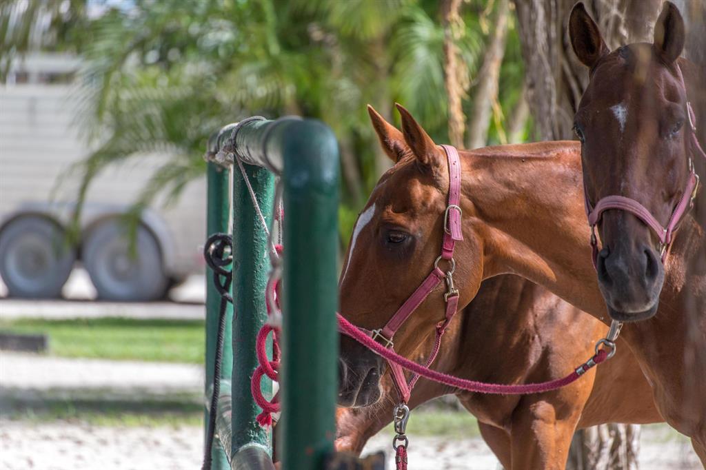 WELLINGTON - Residential