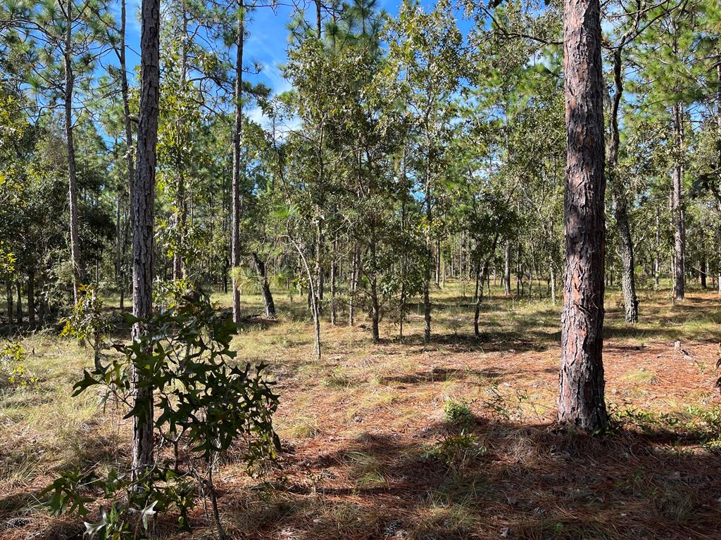 VERY NICE WOODED LOT TO BUILD YOUR DREAM HOME ON 1 Acre IN THE BEAUTIFUL COMMUNITY OF RAINBOW ACRES. IN AN AREA OF NEW HOMES. CONVENIENT TO DOWNTOWN DUNNELLON WHERE YOU WILL FIND RESTAURANTS, SHOPPING AND ANTIQUE SHOPS, OCALA, GAINESVILLE, CRYSTAL RIVER, GULF OF MEXICO AND THE BEAUTIFUL. Rainbow Springs State Park is just a short drive away where you can enjoy nature walks among the mature azaleas, bird watching, kayaking and swimming at the head of this pristine first magnitude spring. Whether you're looking to build your dream home or purchase as a future investment this property checks all the boxes. owner financing available.