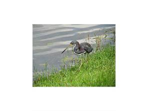 CARRIAGE HILLS - Residential