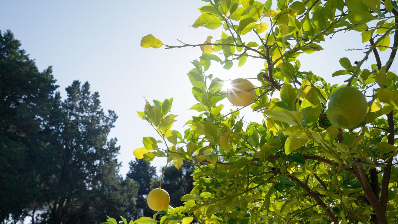 Villa Gucci - Residential