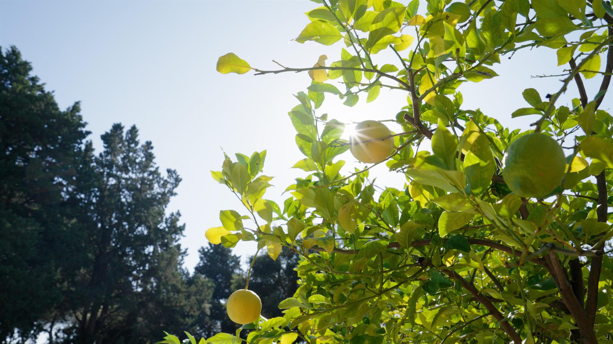 Villa Gucci - Residential