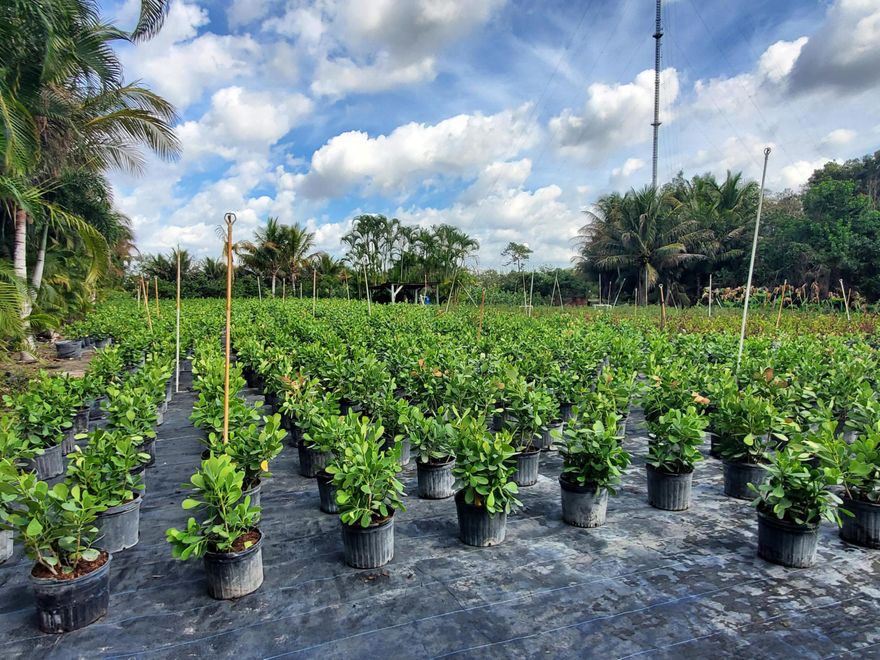 This is a 10+ acre vacant land parcel in Heritage Farms, West Lake Worth, currently operating as a wholesale nursery. This property is a multi-use property with existing infrastructure -- good for buyers seeking rural/ag land in a potentially appreciating area, including an irrigation system with a 5-horsepower electric well water pump, well and canal water access, office, plants, and trees (inventory may convey). Zoning/Allowed Uses: Nursery (wholesale), horses (equestrian/agricultural), residential, and for land development or housing development. This is a ''hidden gem'' and ''great investment--right in the path of progress.''