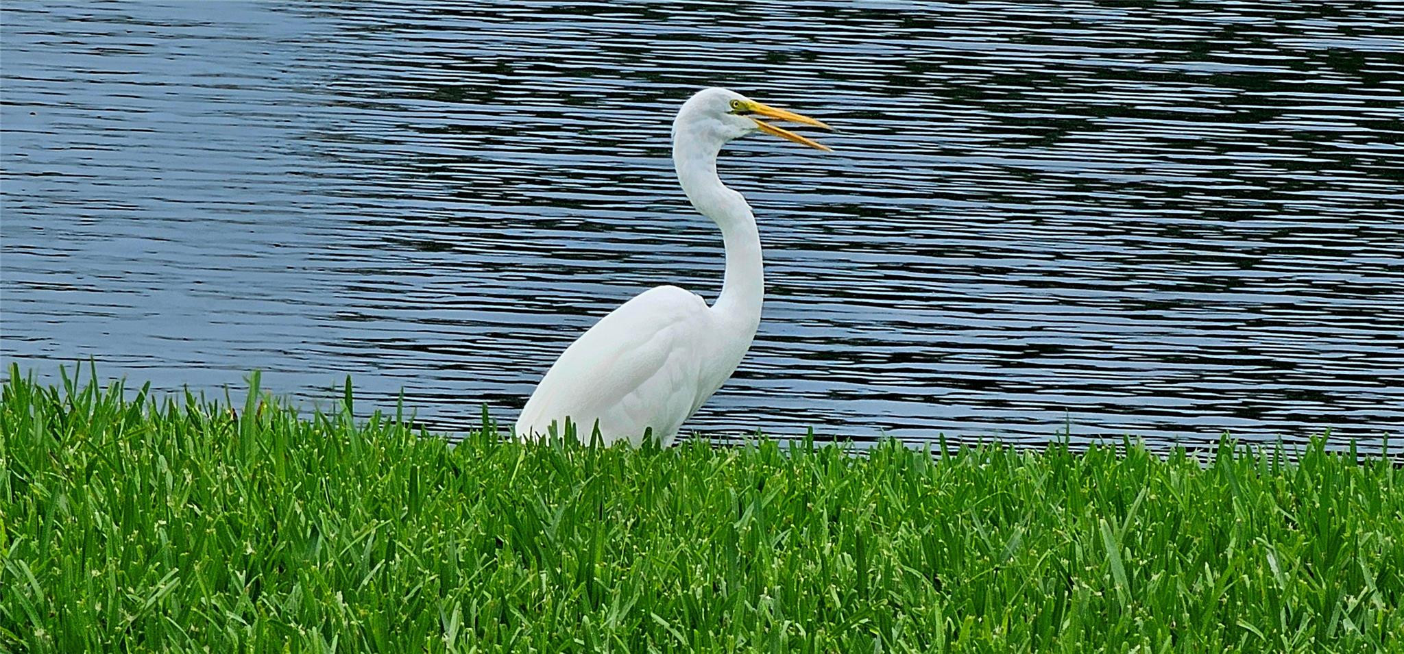 Reflections - Residential
