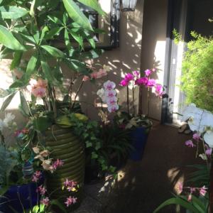 TIBURON II PH II - Residential