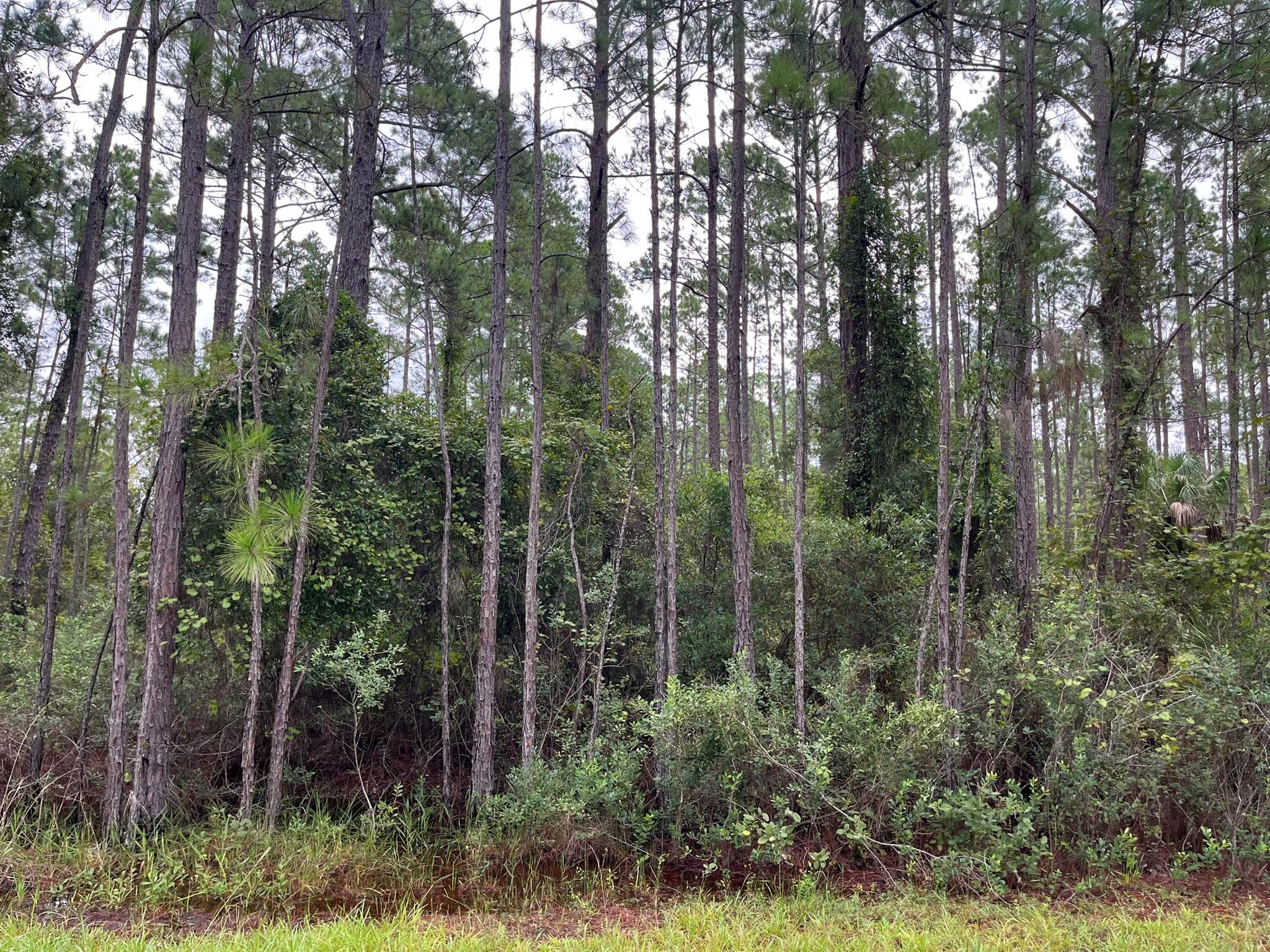 Owner financing is available with only $1,500 down! Don't Miss out on this high and dry oversized 0.4 ACRE lot. Looking to purchase your dream property in Florida, look no further. Buying Land in Florida is a solid investment for your future, build your dream home, vacation home, rental investment or let the land build value as a great long-term investment to resell for a future profit.