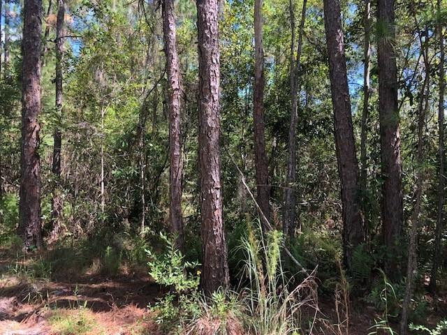 Opp171 Orlando Pines - Land