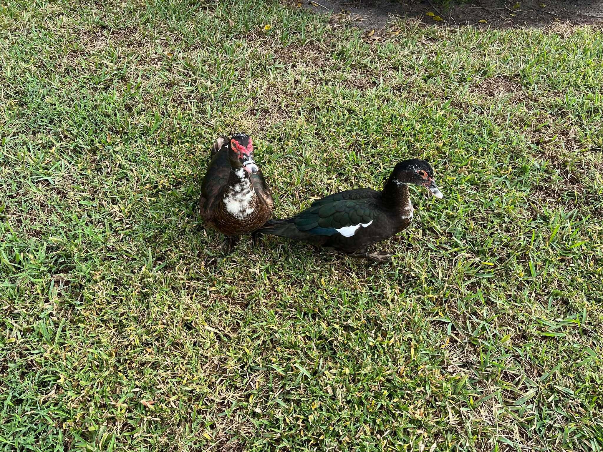 PINE RIDGE AT HAVERHILL C - Residential Lease