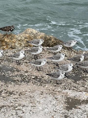 COLONNADES CONDOMINIUM - Residential