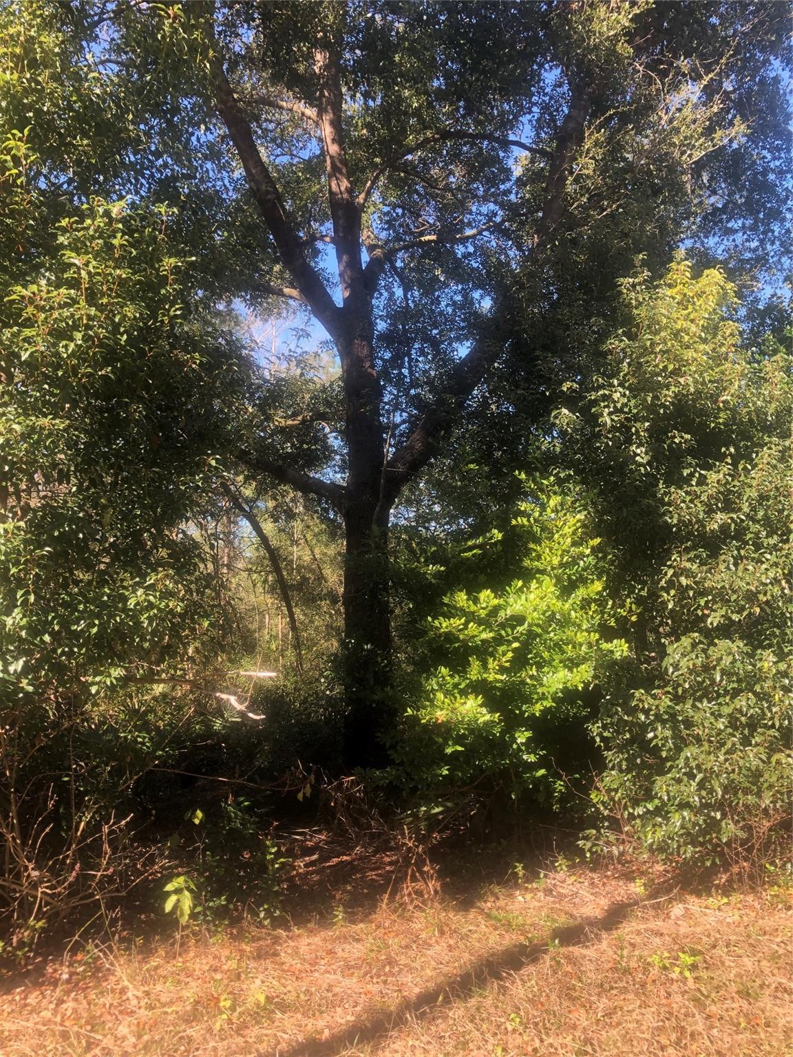 Forest Retreat - Land