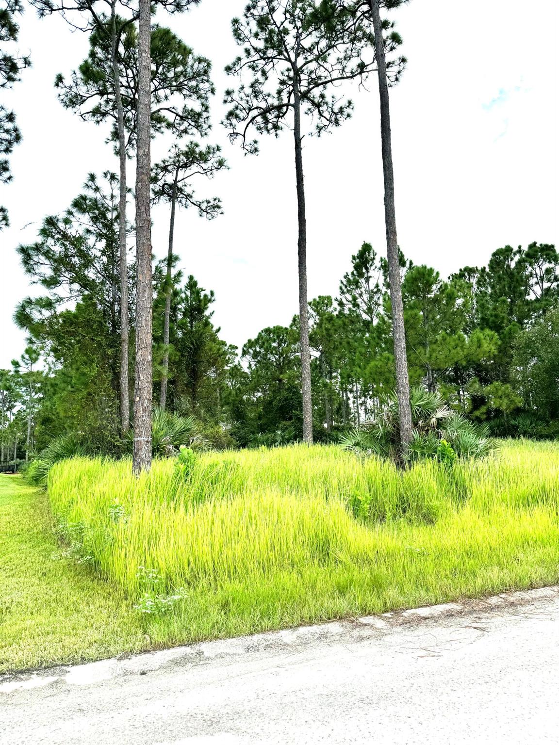 PINE HOLLOW UNITS TREE & - Land