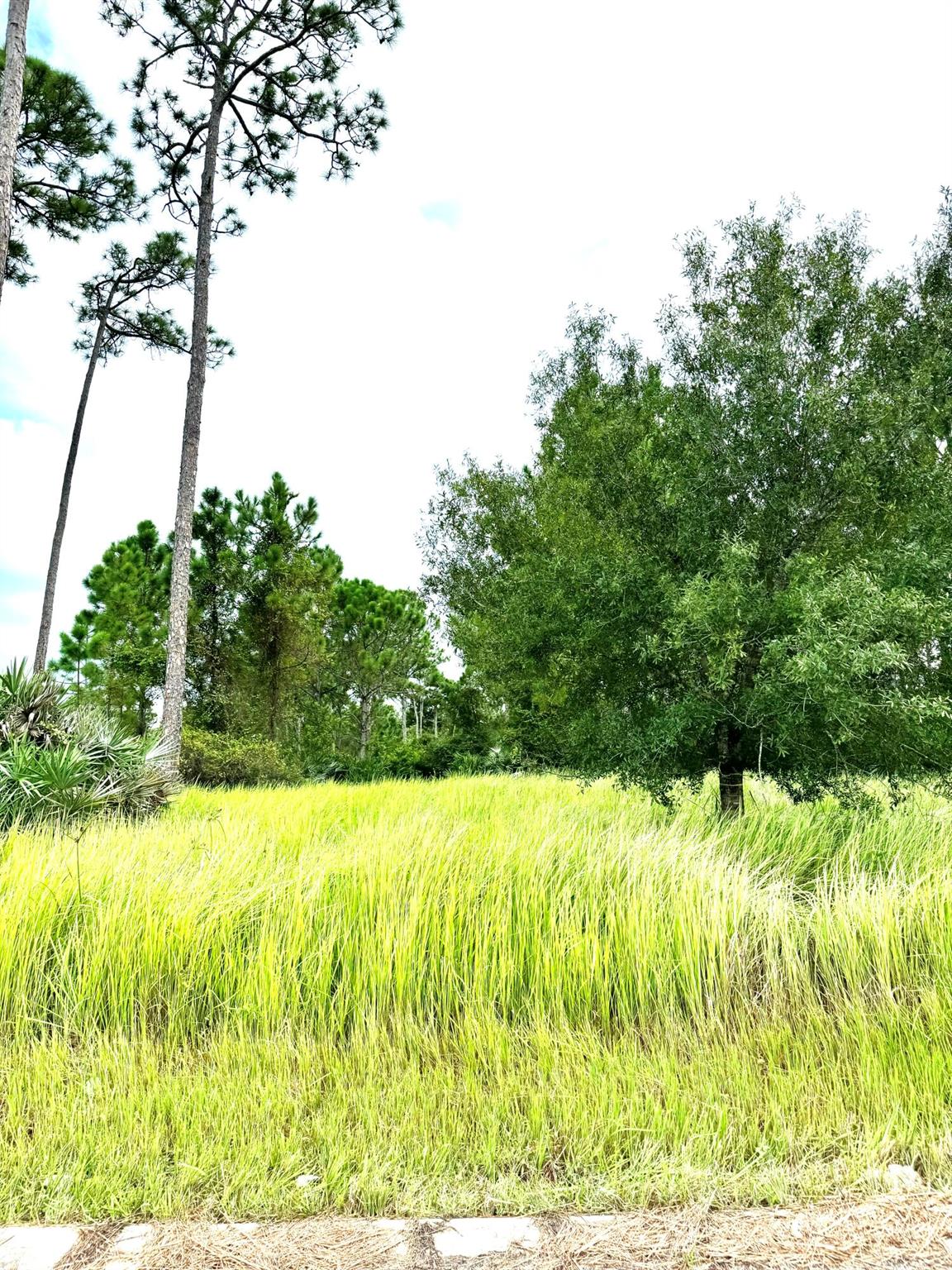 PINE HOLLOW UNITS TREE & - Land