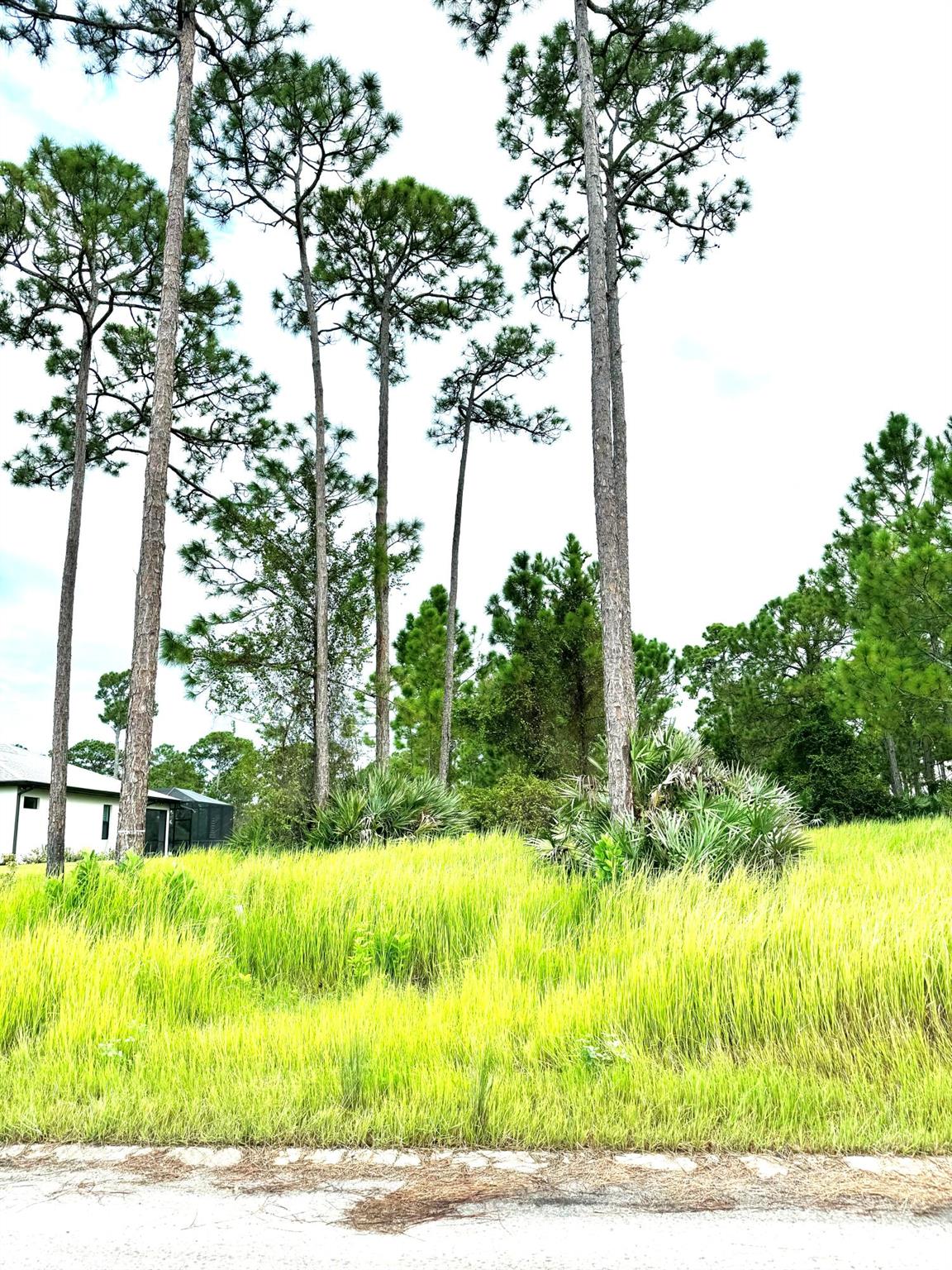 PINE HOLLOW UNITS TREE & - Land