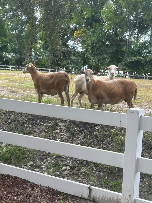 SUNSHINE RANCHES - Land