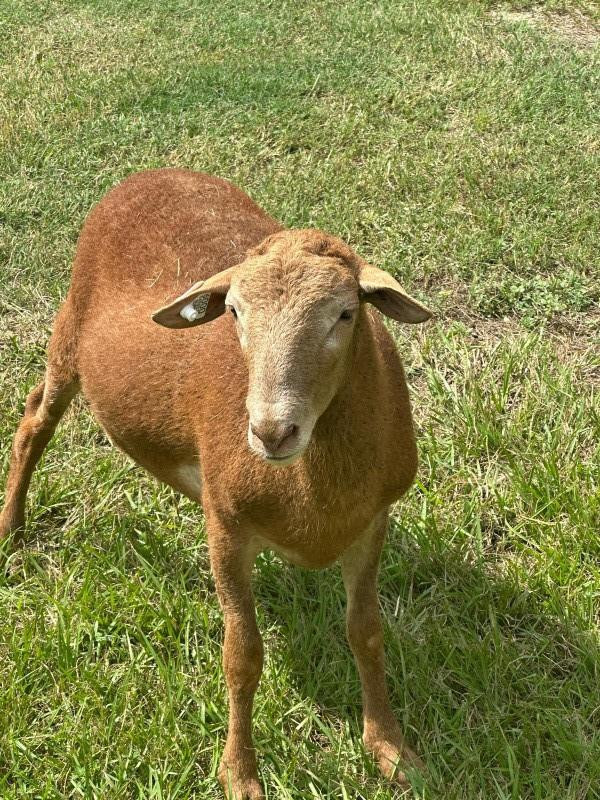 SUNSHINE RANCHES - Land