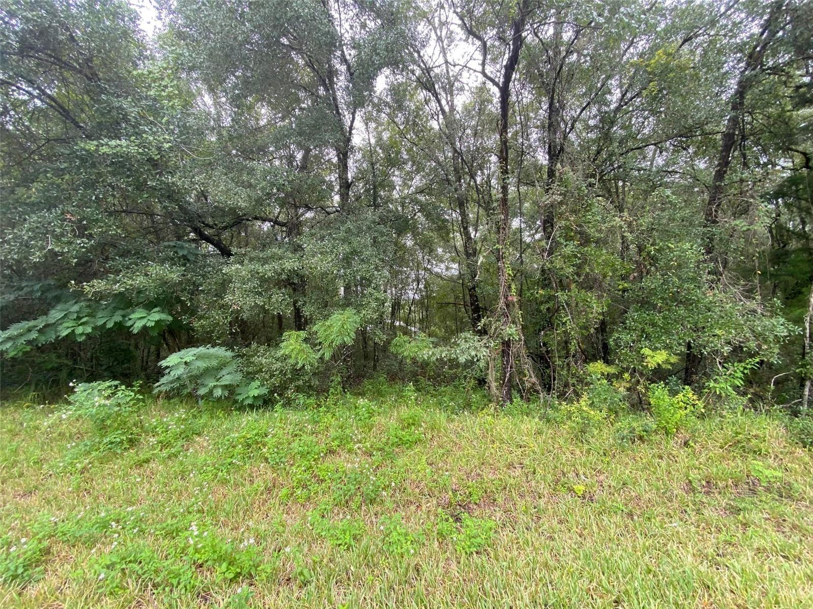 CITRUS SPRINGS UNIT 20 - Land