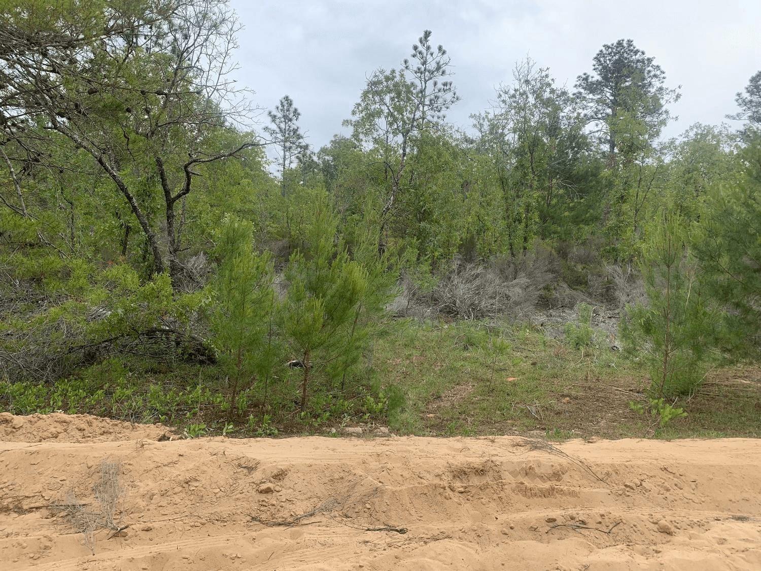 Make Interlachen, FL your new home! Lot to the north also available with the same pricing and terms.
Owner Financing only $1,500 down