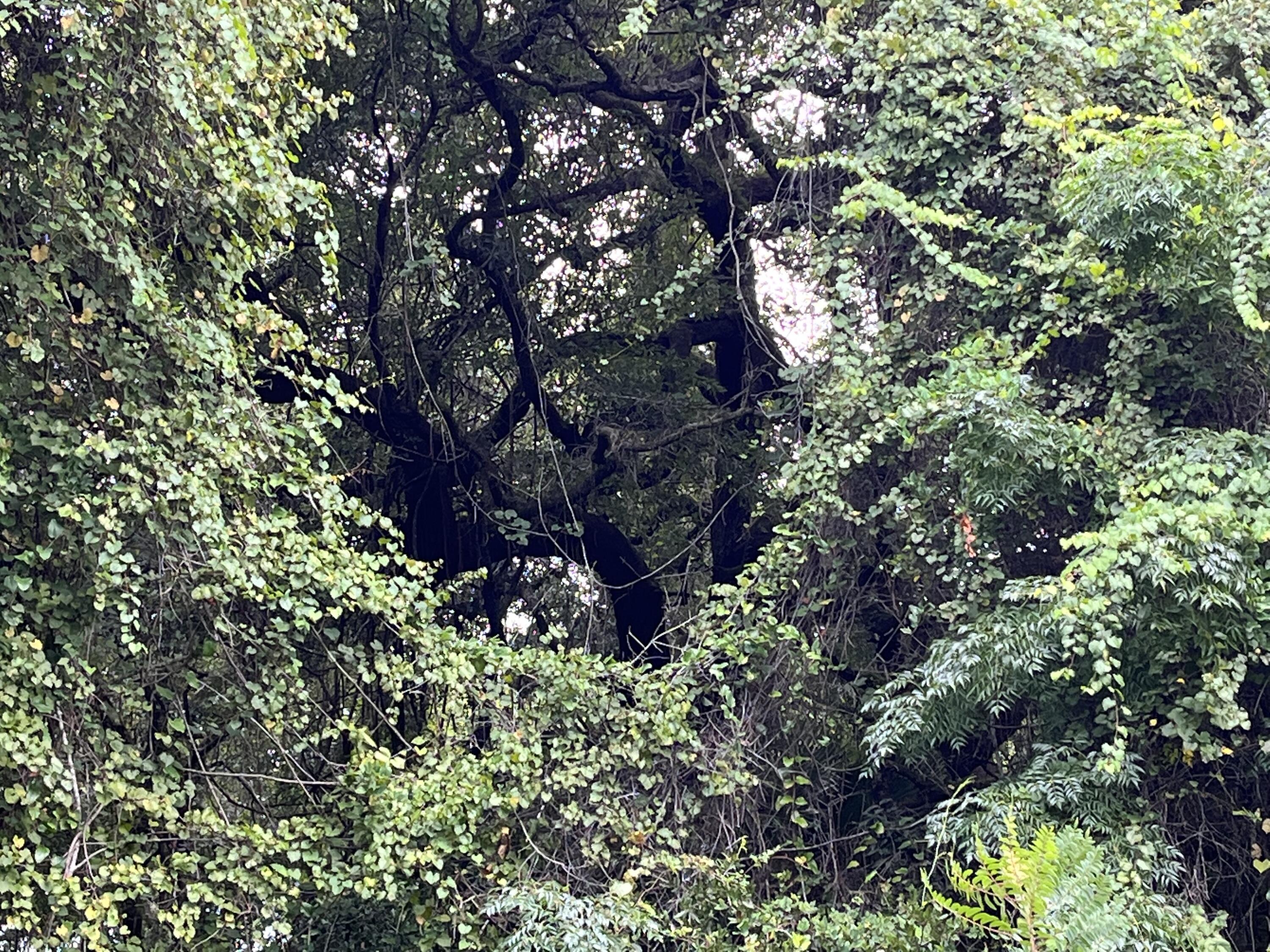 SILVER SPRINGS SHORES 28 - Land