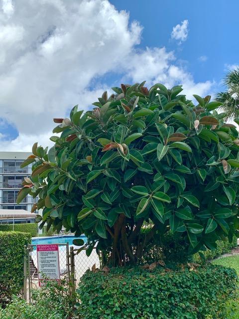 BOCA TEECA CONDO 9 - Residential Lease