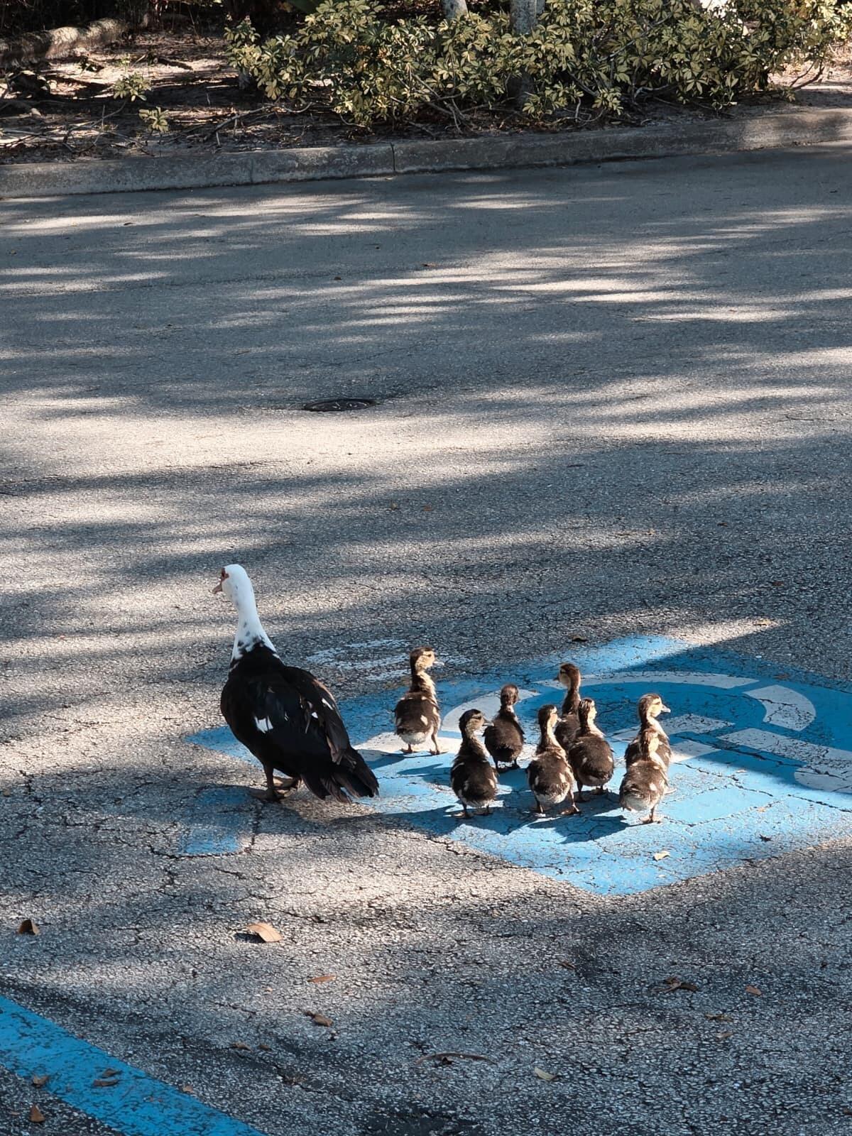 PALM LAKE CONDO - Residential Lease