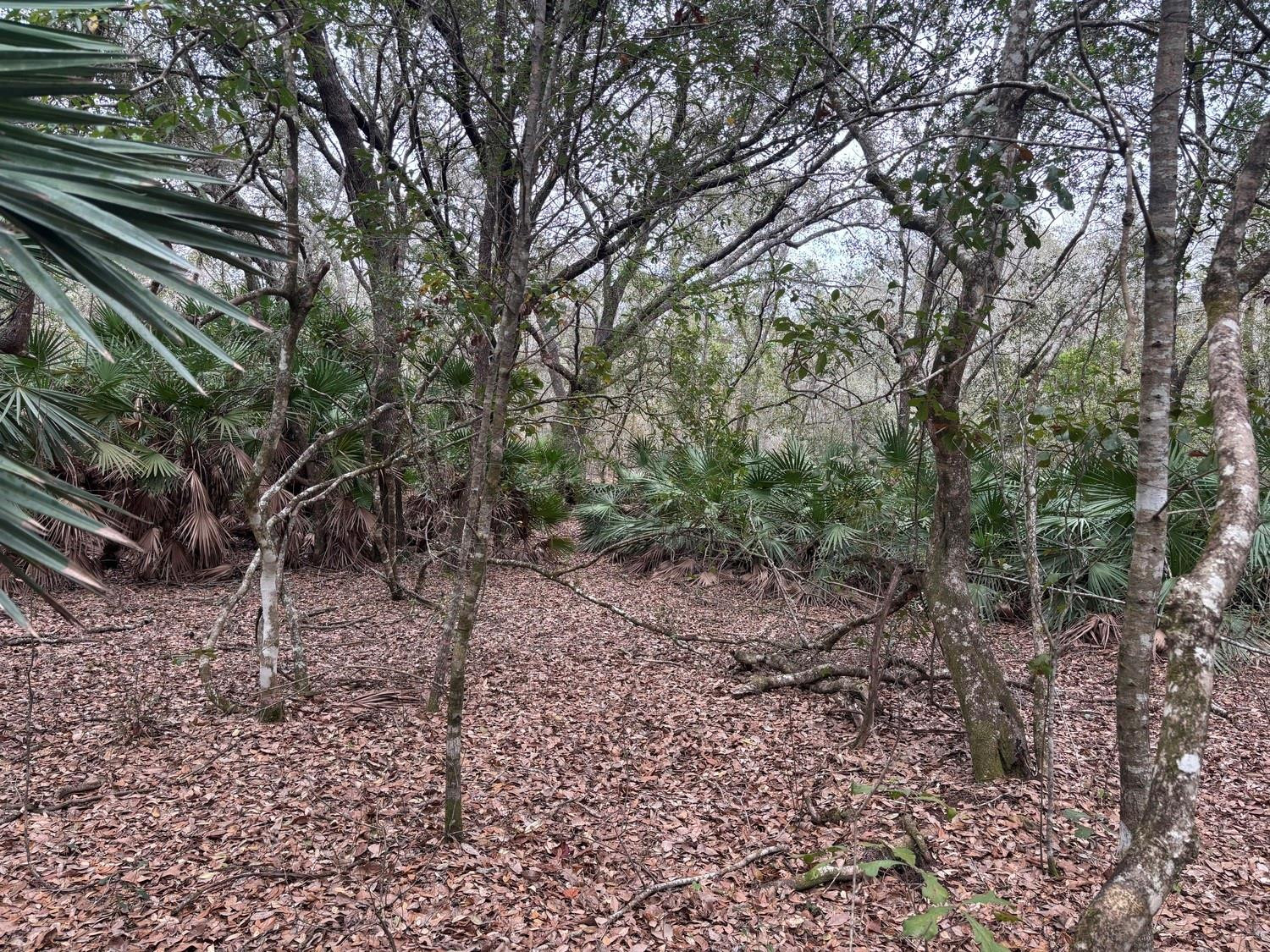 Opp109 Orlando Pines - Land