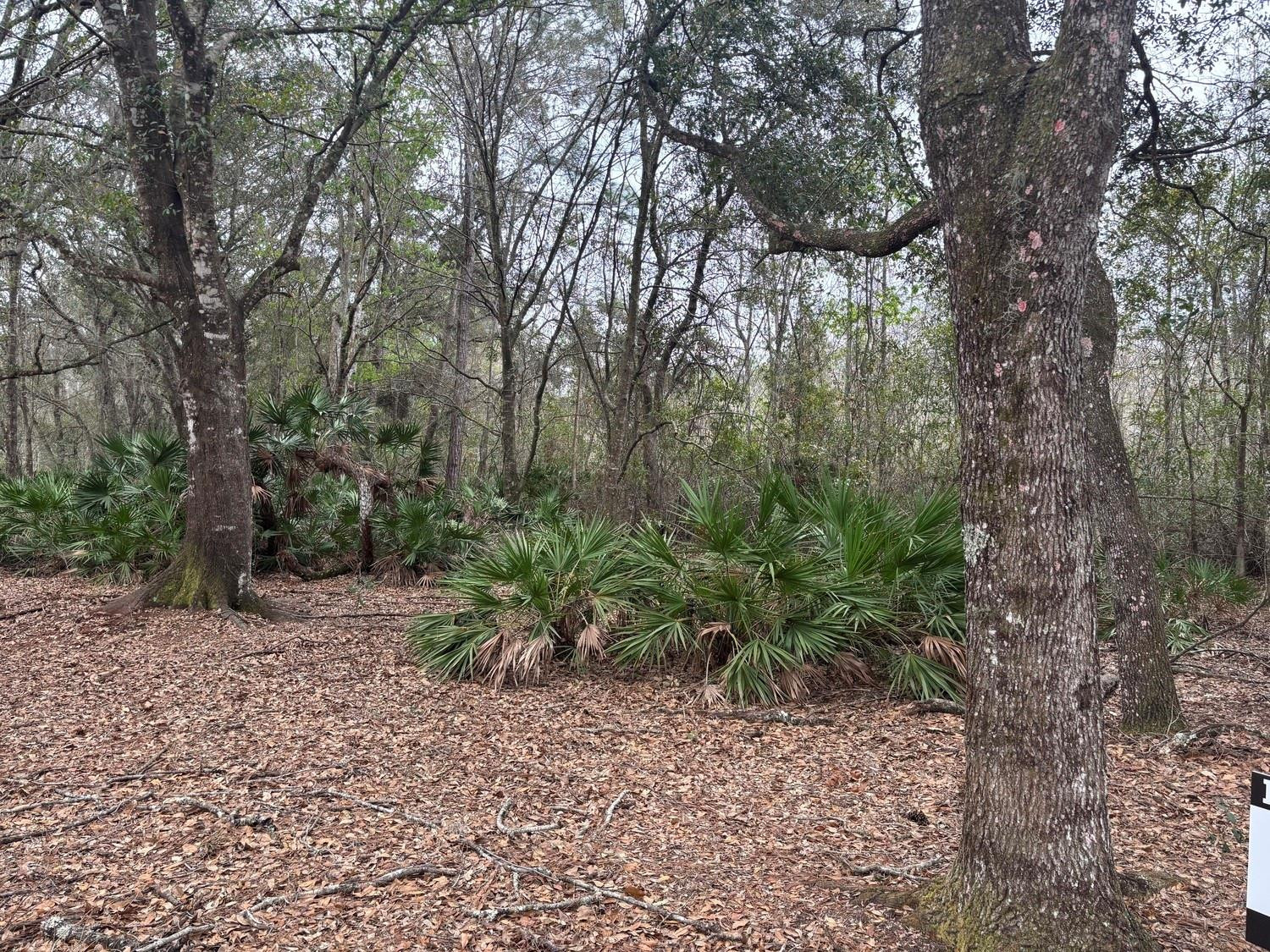 Opp109 Orlando Pines - Land